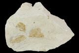Multiple Fossil Pea Crabs (Pinnixa) From California - Miocene #128103-1